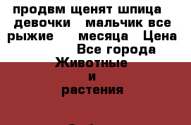 продвм щенят шпица 2 девочки 1 мальчик все рыжие 1.4 месяца › Цена ­ 5 000 - Все города Животные и растения » Собаки   . Адыгея респ.